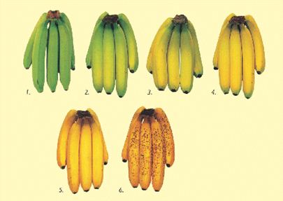 Banane mit unterschiedlichem Reifungsgrad